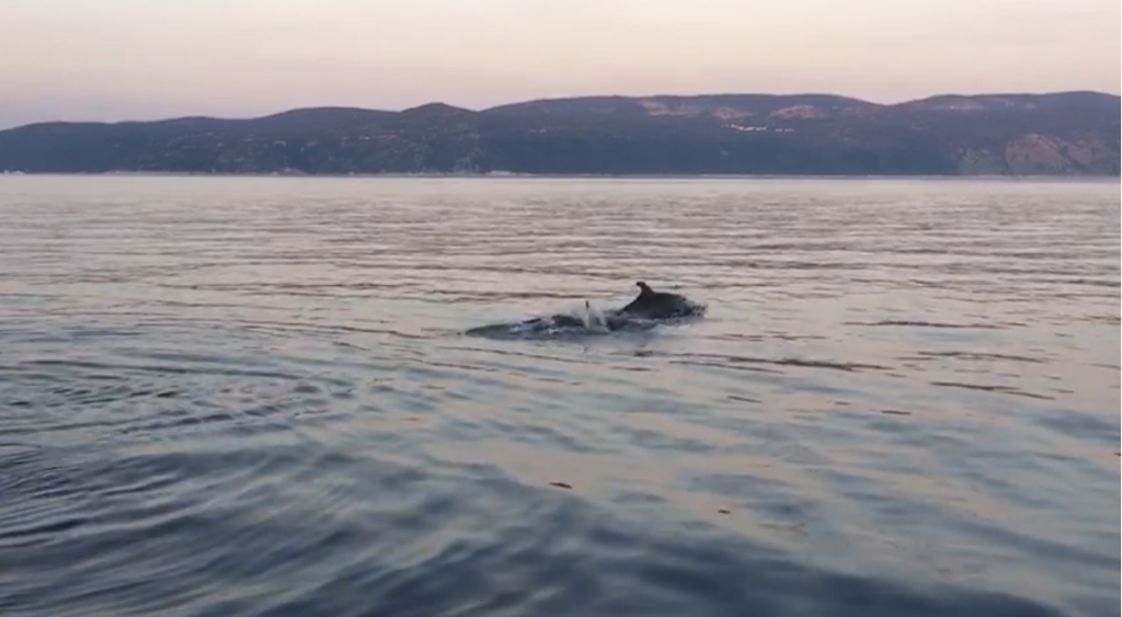 dolphins in rabac
