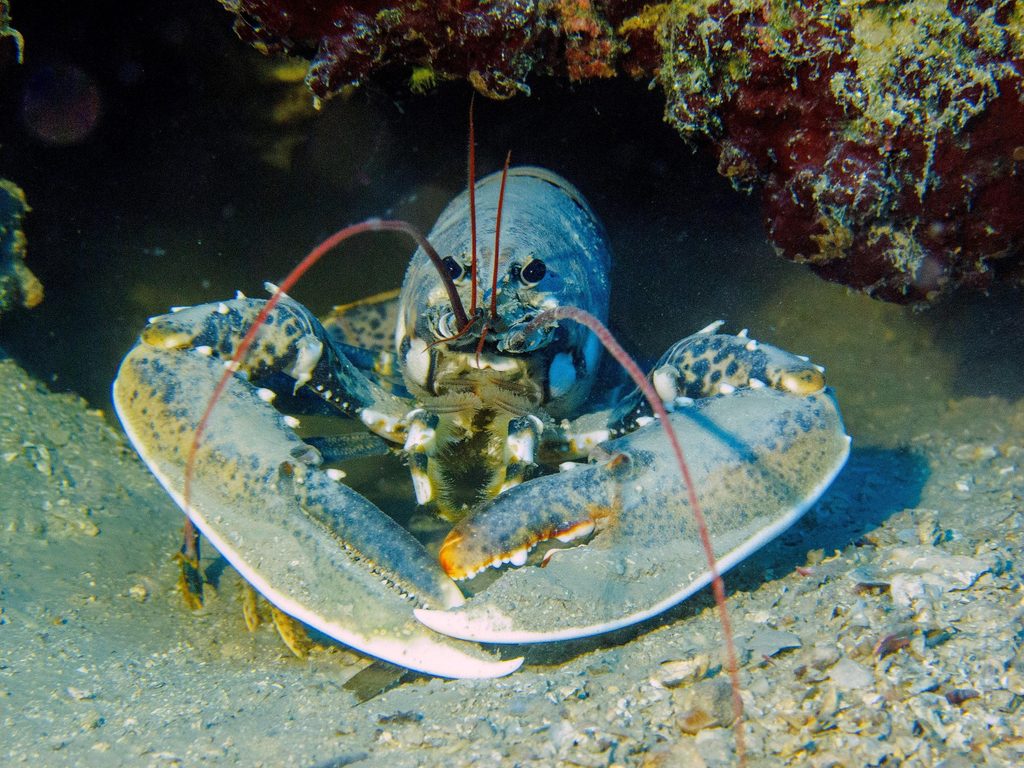 lobster during a snorkelling in istria
